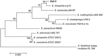 Stenotrophomonas rhizophila Ep2.2 inhibits growth of Botrytis cinerea through the emission of volatile organic compounds, restricts leaf infection and primes defense genes